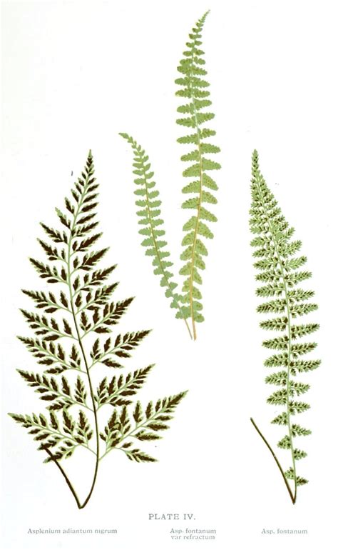 Fern Botanical Drawing at GetDrawings | Free download