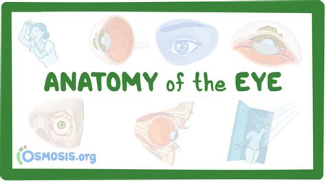 Reviewing eye anatomy and common conditions | Event listing | MedAll