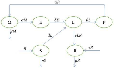 Compartment Diagram Of A Predator Prey Model Described Interactions