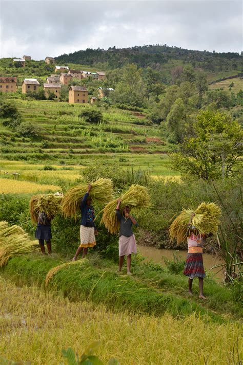 Rice Cultivation In Madagascar Madamagazine