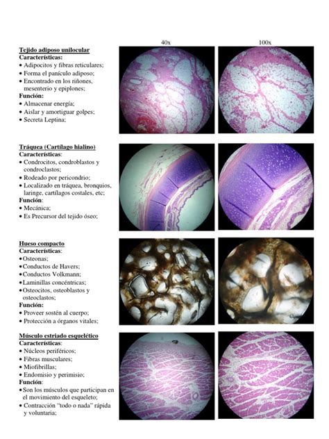 PDF Láminas de histologia características y funciones DOKUMEN TIPS