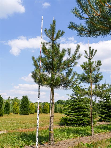 Pinus nigra subsp nigra Pin noir d Autriche Van den Berk Pépinières