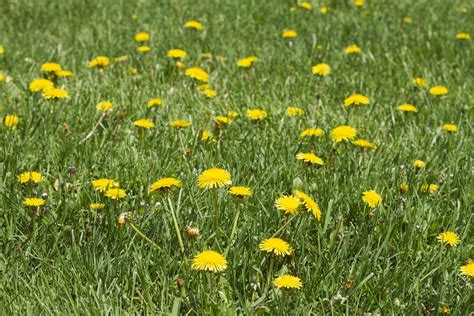 Spring Weed Control in the Lawn and Landscape