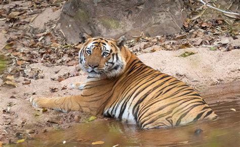 Tiger Safari In India Tiger Safari In Bandhavgarh