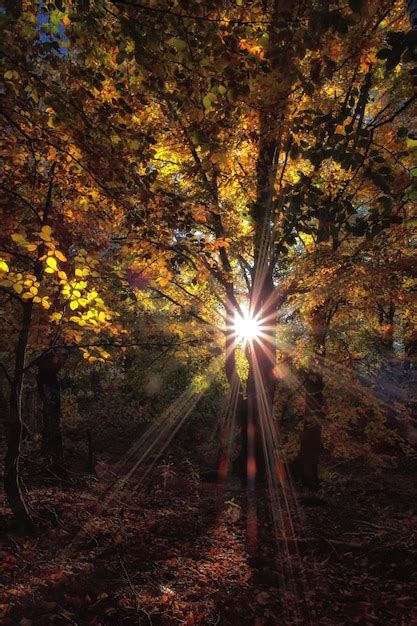 Un Rbol En El Bosque Con El Sol Brillando A Trav S De Las Hojas