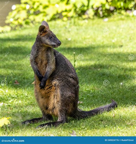 Swamp Wallaby Wallabia Bicolor Is One Of The Smaller Kangaroos Stock