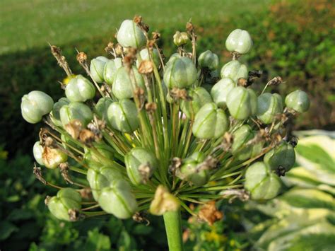 Les mystères de la Taxonomie - La terre est un jardin