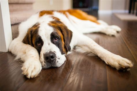 Lazy Dog Breeds That Are Expert Nappers | Reader's Digest