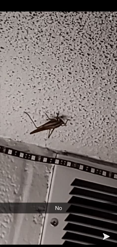 Knoxville, TN. Bugs are cool; Until You Wake Up from one Above Your