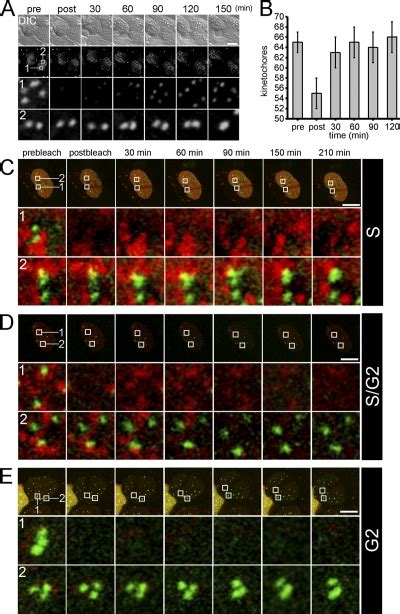 Cenp A Is Loaded Into Centromeric Chromatin Exclusively In G Phase Of