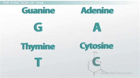 Who Discovered Complementary Base Pairing