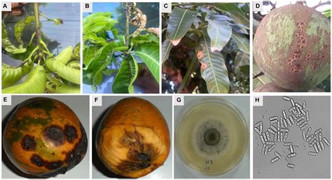 Frontiers Mango Anthracnose Disease The Current Situation And