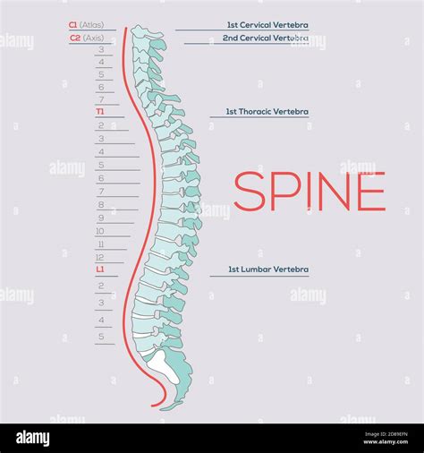 Diagrama De La Columna Vertebral Humana