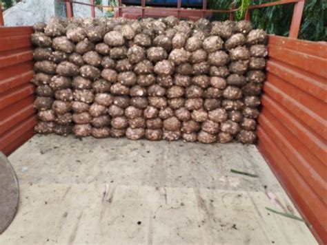 Suran A Grade Elephant Yam At Rs 43 Kg In Vijayawada ID 2852869020197