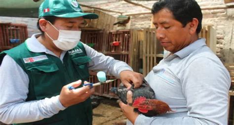 En Arequipa vacunarán a más de 154 mil aves contra la enfermedad de