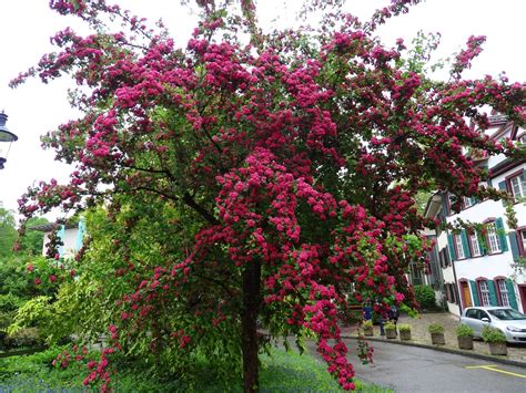 Боярышник тоба в ландшафтном дизайне (53 фото) - красивые картинки и HD ...