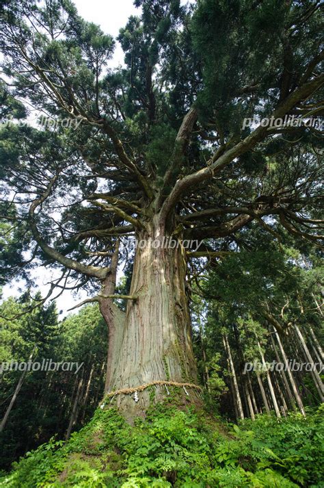 杉沢の沢スギ 天然記念物 球面状全周パノラマ写真 写真素材 6047836 フォトライブラリー Photolibrary