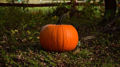 Happy National Pumpkin Day! Watch people kayak in massive hollowed pumpkins