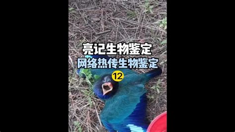 【亮记生物鉴定】近期网络热传生物鉴定12 Youtube