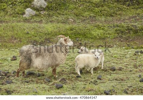 Iceland Sheep Stock Photo Edit Now 470864147