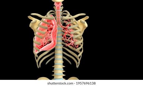 Human Organs Anatomy 3d Illustration Stock Illustration 1957696135 ...