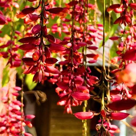 Thunbergia Coccinea Scarlet Clock Vine Plant Lalit Enterprise