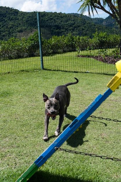 Cachorro Pit Bull De Nariz Azul Brincando E Se Divertindo No Parque