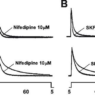 The Effect Of Nifedipine And Skf On The Decay Of The K Induced