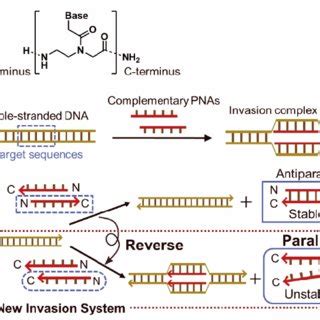 (a) Chemical structure of peptide nucleic acid (PNA). (b) Unique DNA ...