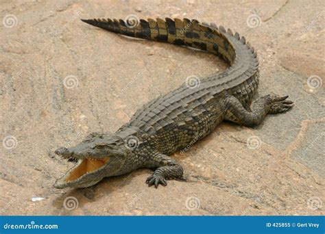 крокодил стоковое изображение. изображение насчитывающей греть - 425855