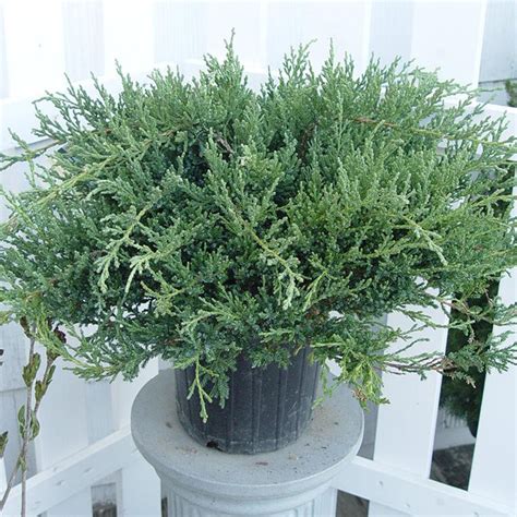 Compact Pfitzer Juniper | Plant Addicts