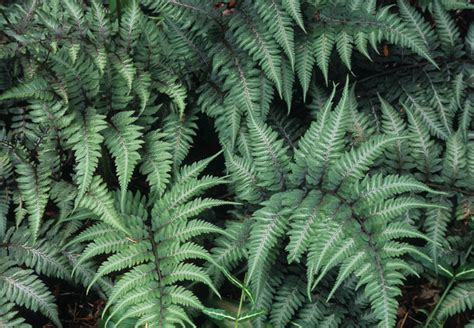 Athyrium niponicum ‘Pictum’ | Hardy Fern Foundation