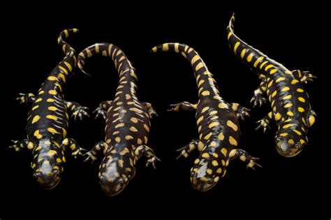 Group Of Eastern Tiger Salamanders Ambystoma Tigrinum Tigrinum Joel