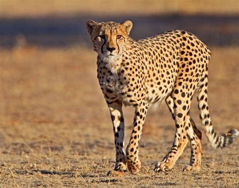 cheap flights  johannesburg  richards bay