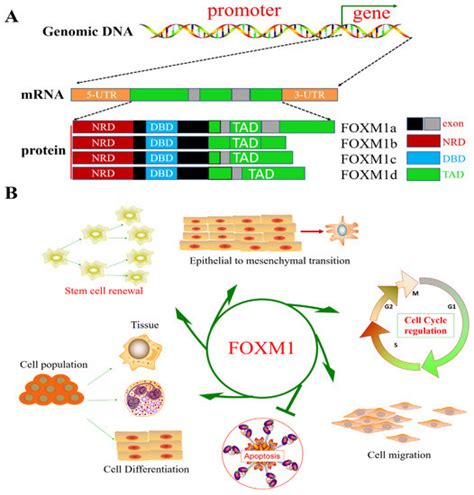 Biomolecules Free Full Text Foxm Functional Roles Of Foxm In Non