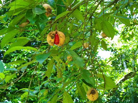 nutmeg seed  myristica fragrans houtt names   languages