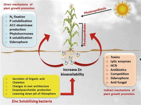 Role Of Zinc Solubilizing Bacteria In Plant Growth And Human Health Agriculture Information Bank