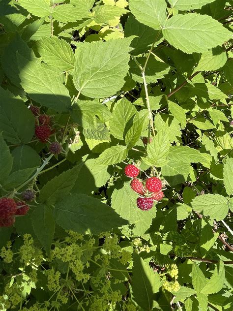 Are Wild Raspberries Safe For Dogs