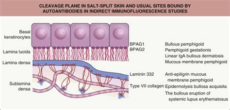 What Is A Basement Membrane In Anatomy Openbasement