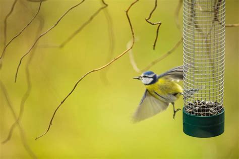 Canicule D Couvrez Astuces Pour Sauver Les Oiseaux De Votre Jardin