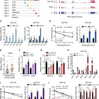 Proposed Working Model In CRC Cells Hypoxia Induces FTO Degradation