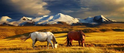 Wildlife in Mongolia - Types of Mongolian Animals - A-Z Animals