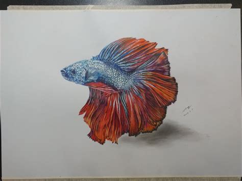 Betta Fish Drawing/ watercolor, coloured pencil/ A3 : Art