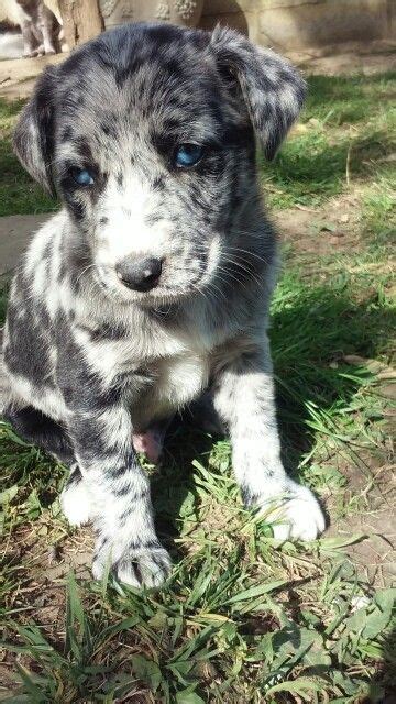 Aussie Lab Mix Puppies - Pupherd