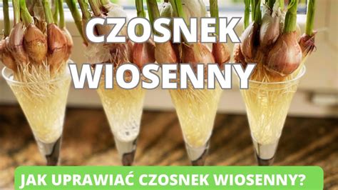 Sadzenie czosnku wiosną Jak i kiedy sadzić czosnek wiosenny Uprawa i