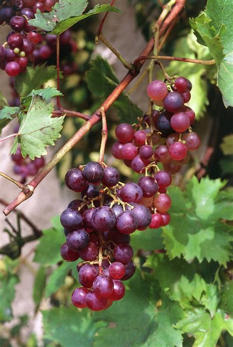 Vitis Vinifera Aladdin By Brian Gadsbyscience Photo Library