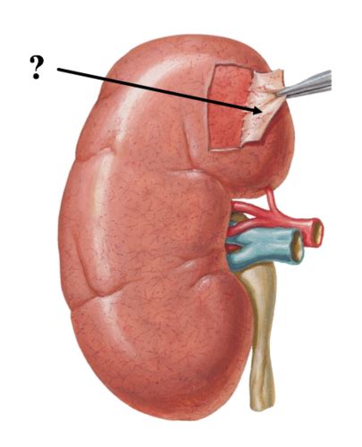 Unit 3 Urinary System Flashcards Quizlet