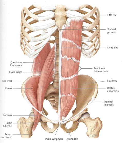 Lower Back Muscles Diagram Pain