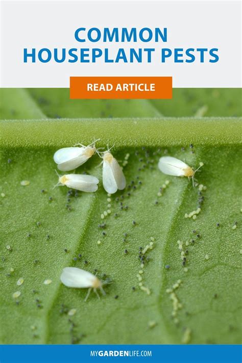 The most common houseplant pests – Artofit