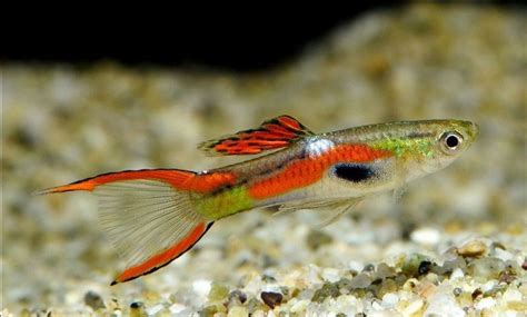 ⊛ Guppy Endler Poecilia Wingei 【 Guía De Cuidados En Acuario